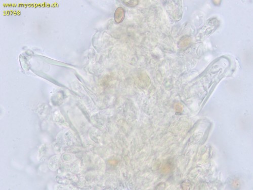 Inocybe pelargonium - Cheilozystiden - 