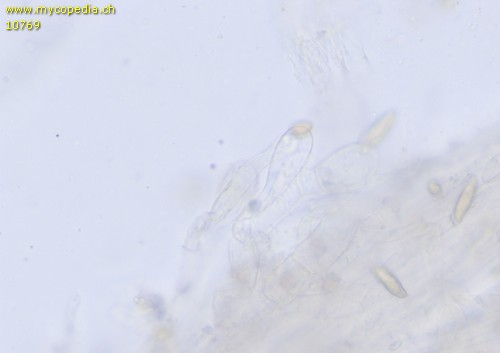 Inocybe pelargonium - 