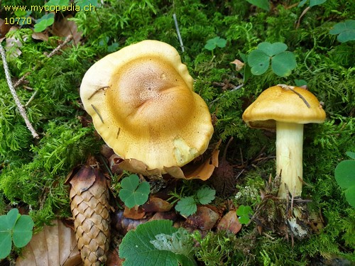 Cortinarius percomis - 