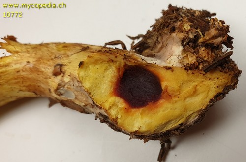 Cortinarius percomis - 