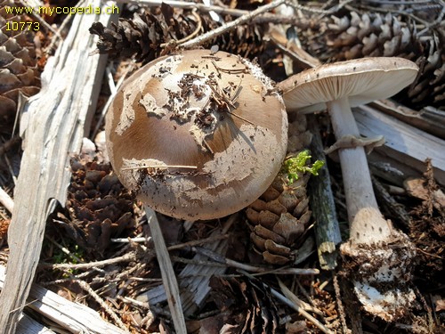 Amanita porphyria - 