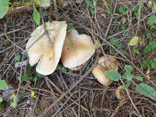 Lactarius deterrimus - 