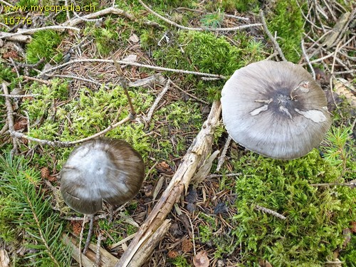 Pluteus pouzarianus - 