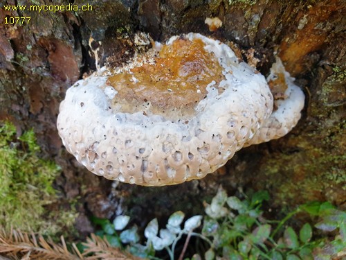 Fomitopsis pinicola - 