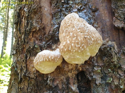 Fomitopsis pinicola - 