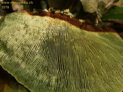 Daedaleopsis tricolor - Hymenium - 