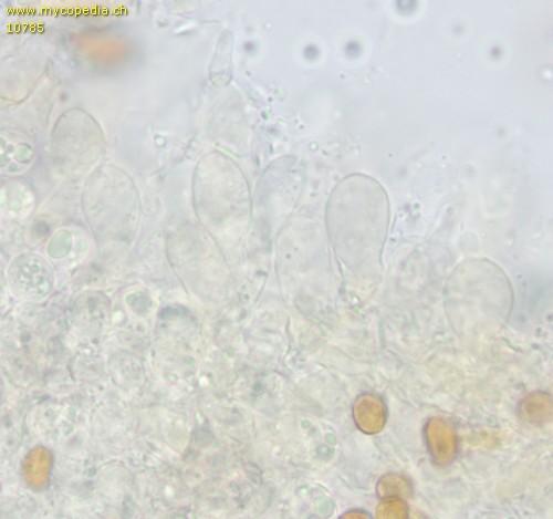 Pholiota lucifera - Cheilozystiden - 