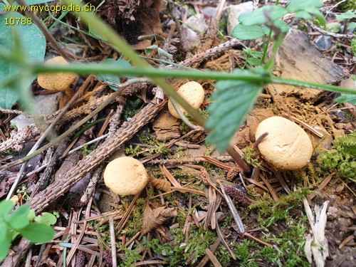 Pholiota lucifera - 