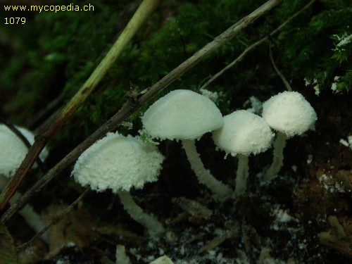 Cystolepiota spec - 