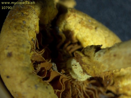 Pholiota lucifera - 