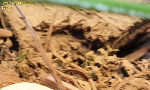 Pholiota lucifera - Sporenpulver - 