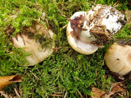 Cortinarius anserinus - 