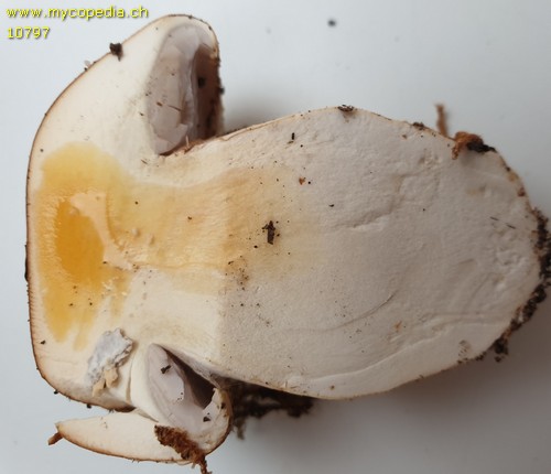 Cortinarius anserinus - 