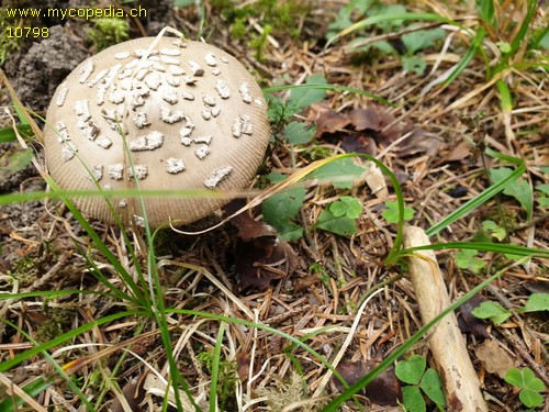 Amanita ceciliae - 