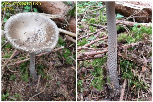 Amanita ceciliae - 