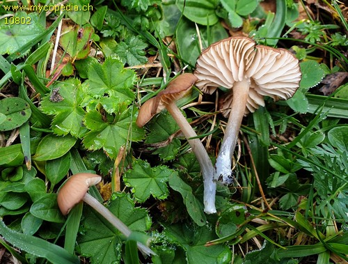 Entoloma griseocyaneum - 