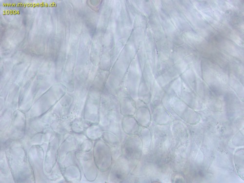 Entoloma griseocyaneum - HDS - 