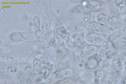 Entoloma griseocyaneum - 
