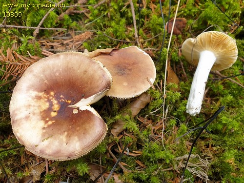 Russula amethystina - 