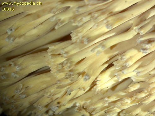 Ramaria flavescens - 