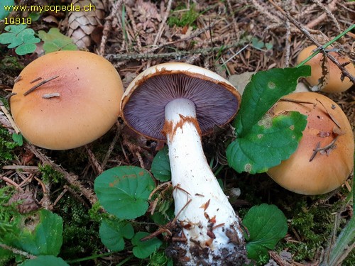 Cortinarius varius - 