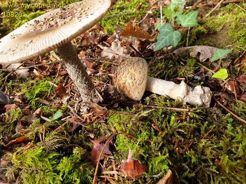 Amanita ceciliae - 