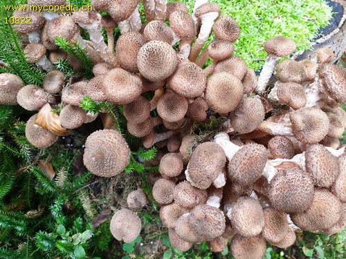 Armillaria ostoyae - 