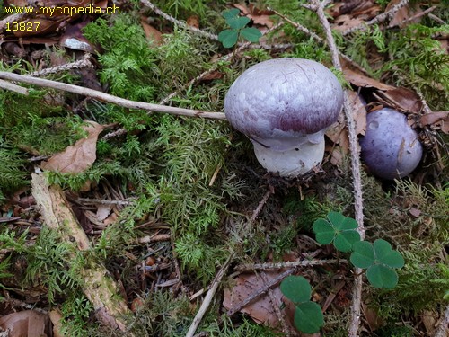 Cortinarius cumatilis - 