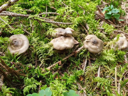 Entoloma sericatum - 