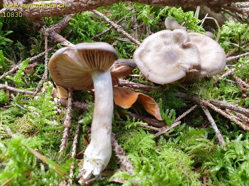 Entoloma sericatum - 