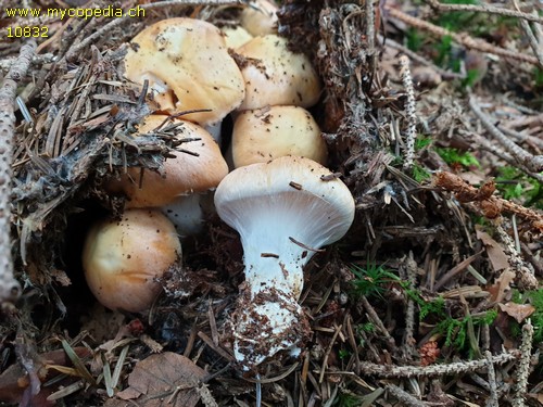 Cortinarius claricolor - 