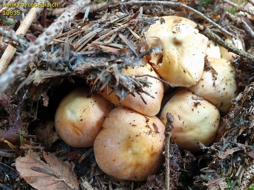Cortinarius claricolor - 