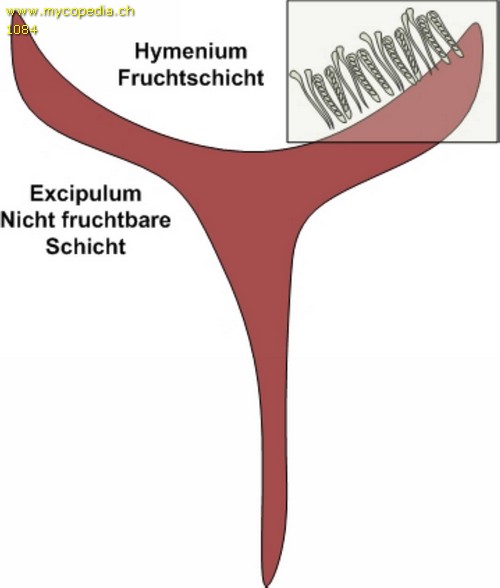 Hymenium - 