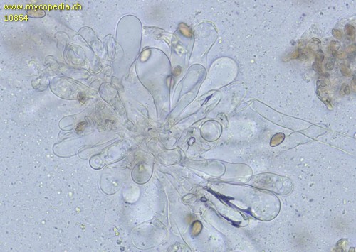 Inosperma cervicolor - Cheilozystiden - 