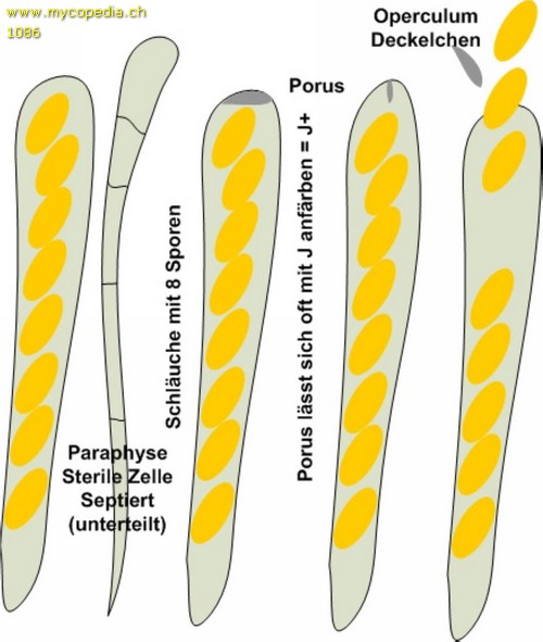 Paraphyse - 