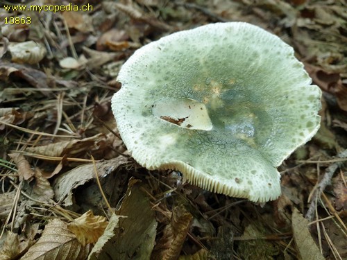 Russula virescens - 