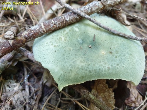 Russula virescens - 