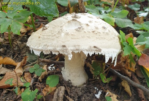 Amanita strobiliformis - 