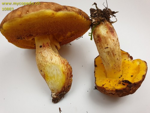 Hemileccinum depilatum - 