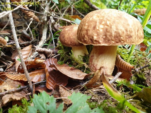 Hemileccinum depilatum - 