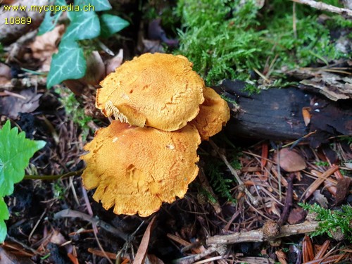 Pholiota tuberculosa - 