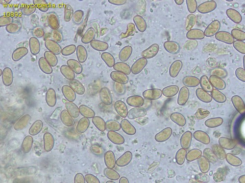 Pholiota tuberculosa - 