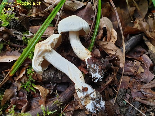 Tricholoma lascivum - 