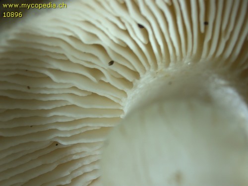 Tricholoma lascivum - Lamellen - 