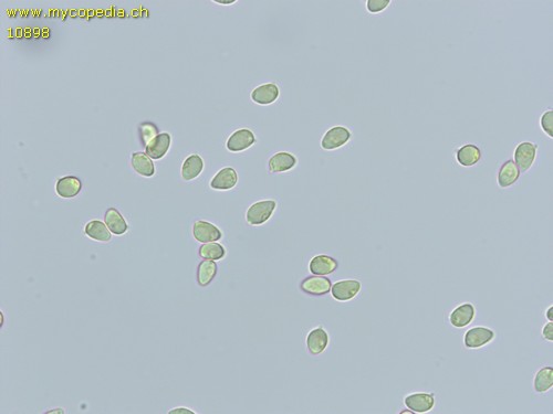 Tricholoma lascivum - Sporen - Melzers  - 