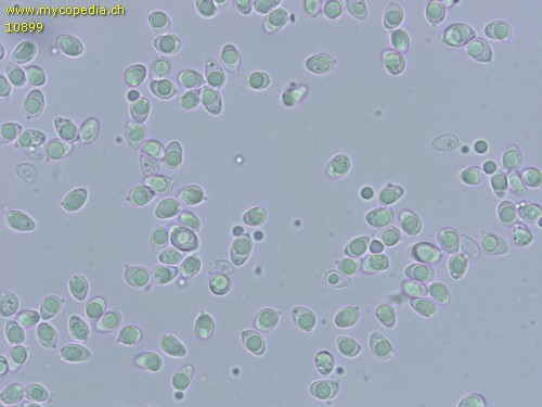 Tricholoma lascivum - Sporen - Wasser  - 
