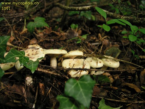 Lactarius flavidus - 