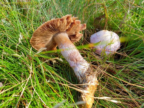 Cortinarius traganus - 