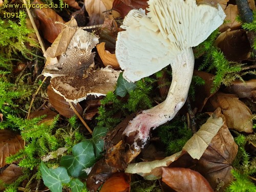 Tricholoma basirubens - 