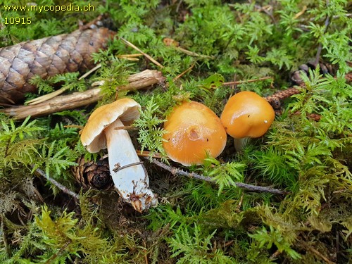 Cortinarius vibratilis - 